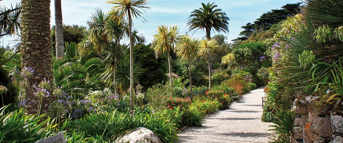 A palm tree lined path in Tresco Abbey Gardens on the Isles of Scilly